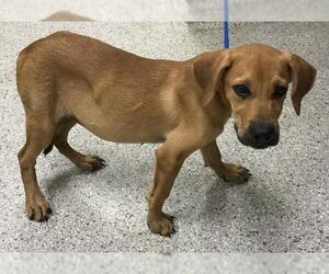 Beagle-Unknown Mix Dogs for adoption in Conroe, TX, USA