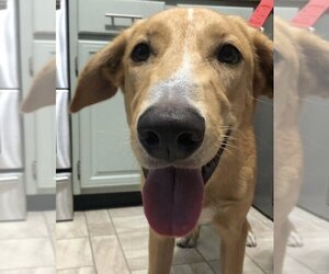 Mountain Cur-Unknown Mix Dogs for adoption in Boston, MA, USA