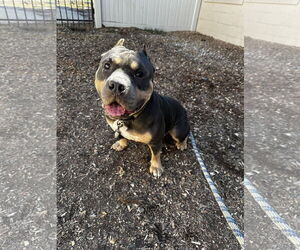 Staffordshire Bull Terrier Dogs for adoption in Corning, AR, USA