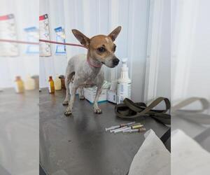 Chihuahua-Unknown Mix Dogs for adoption in Bakersfield, CA, USA