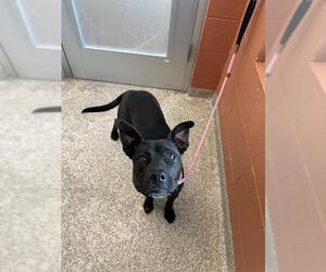 Labrador Retriever-Unknown Mix Dogs for adoption in Pueblo, CO, USA