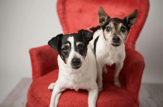 Small Jack Russell Terrier Mix