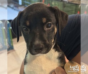 Labrador Retriever-Unknown Mix Dogs for adoption in Washington, DC, USA