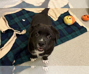 German Shepherd Dog-Unknown Mix Dogs for adoption in Rancho Cucamonga, CA, USA