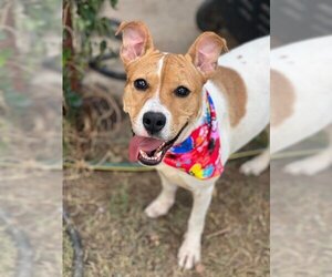 American Pit Bull Terrier-Unknown Mix Dogs for adoption in Phoenix, AZ, USA