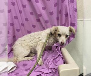 Mutt Dogs for adoption in Modesto, CA, USA