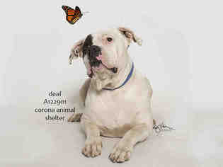 Bullboxer Pit Dogs for adoption in Corona, CA, USA