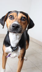 Beagle-Unknown Mix Dogs for adoption in Eden Prairie, MN, USA