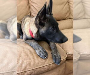 Mutt Dogs for adoption in Imlay City, MI, USA