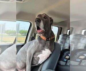 Great Dane Dogs for adoption in Bullard, TX, USA