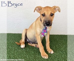 Boxador Dogs for adoption in San Diego, CA, USA