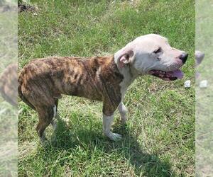 American Staffordshire Terrier-Unknown Mix Dogs for adoption in San Antonio, TX, USA