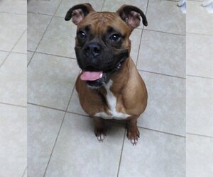 Boxer Dogs for adoption in  Katy, TX, USA