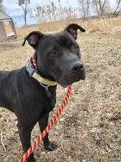 American Pit Bull Terrier-Labrador Retriever Mix Dogs for adoption in Island Lake, IL, USA