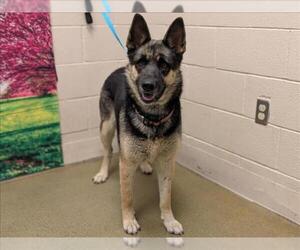 German Shepherd Dog-Unknown Mix Dogs for adoption in Moreno Valley, CA, USA