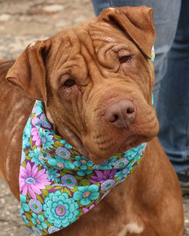 Chinese Shar-Pei-Unknown Mix Dogs for adoption in Media, PA, USA