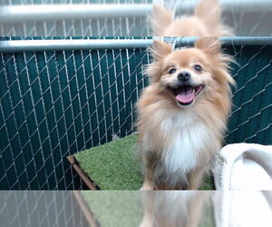 Pomeranian-Unknown Mix Dogs for adoption in Downey, CA, USA