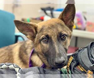 German Shepherd Dog Dogs for adoption in Santa Rosa, CA, USA