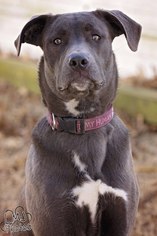 Labmaraner Dogs for adoption in Pryor, OK, USA