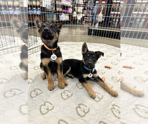 German Shepherd Dog-Unknown Mix Dogs for adoption in West Sacramento, CA, USA