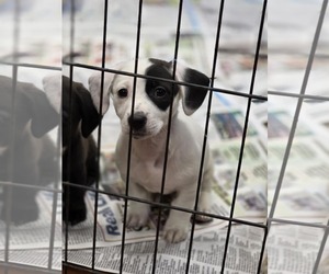 Dachshund-Unknown Mix Dogs for adoption in SHERBURNE, NY, USA