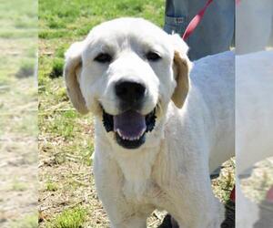 Great Pyrenees Dogs for adoption in Cochise, AZ, USA