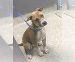 American Pit Bull Terrier-Unknown Mix Dogs for adoption in Tallahassee, FL, USA