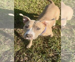 American Pit Bull Terrier Dogs for adoption in Conroe, TX, USA