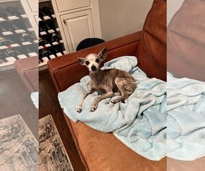 Italian Greyhuahua Dogs for adoption in San Martin, CA, USA