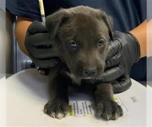 Border Collie-Unknown Mix Dogs for adoption in Visalia, CA, USA