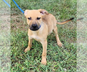 Labrador Retriever-Unknown Mix Dogs for adoption in Wetumpka, AL, USA