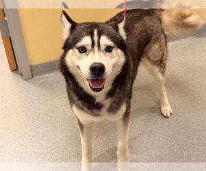 Siberian Husky Dogs for adoption in Orange, CA, USA