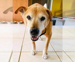 Mutt Dogs for adoption in Alva, FL, USA