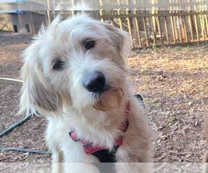 Goldendoodle Dogs for adoption in Arlington, VA, USA