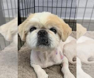 Pekingese Dogs for adoption in Santa Ana, CA, USA