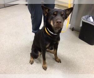 American Pit Bull Terrier-Unknown Mix Dogs for adoption in Riverside, CA, USA