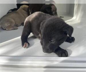 Siberian Husky-Unknown Mix Dogs for adoption in Houston, TX, USA