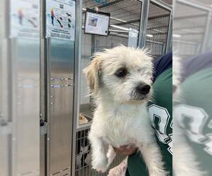 Border Terrier-Unknown Mix Dogs for adoption in San Martin, CA, USA