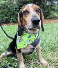 Beagle Dogs for adoption in Fort Pierce, FL, USA