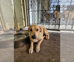 Labrador Retriever-Unknown Mix Dogs for adoption in El Centro, CA, USA