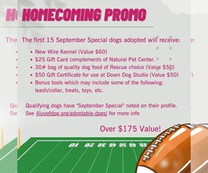 American Pit Bull Terrier Dogs for adoption in Fargo, ND, USA