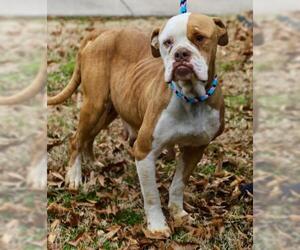 American Bulldog Dogs for adoption in Little Rock, AR, USA