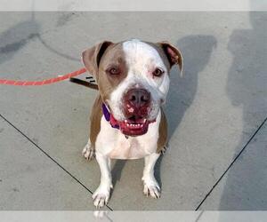 Boxer-Unknown Mix Dogs for adoption in Orange, CA, USA