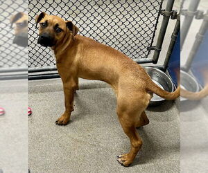 Boxador Dogs for adoption in Sterling, MA, USA