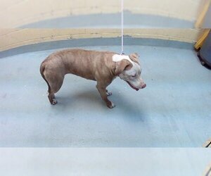 Labrador Retriever-Unknown Mix Dogs for adoption in Tulsa, OK, USA