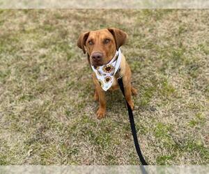 Labrador Retriever-Unknown Mix Dogs for adoption in Tulsa, OK, USA