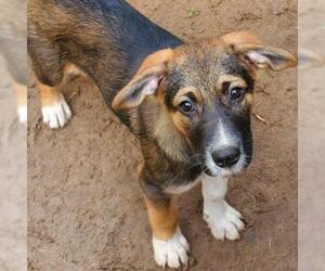 Australian Shepherd Dogs for adoption in Von Ormy, TX, USA