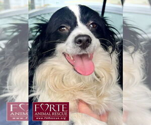 Papillon-Spaniel Mix Dogs for adoption in Marina del Rey, CA, USA