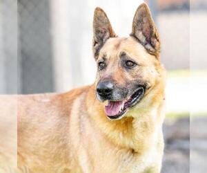 German Shepherd Dog Dogs for adoption in Camarillo, CA, USA