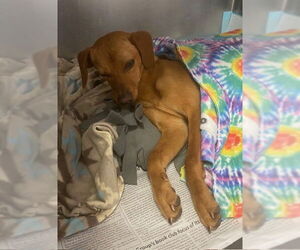 Unknown-Vizsla Mix Dogs for adoption in Stockton, CA, USA
